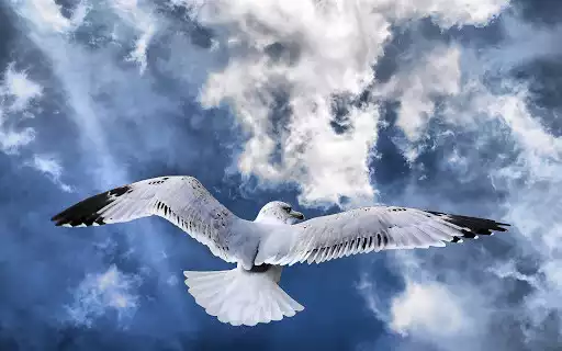 Play Best Birds Wallpapers as an online game Best Birds Wallpapers with UptoPlay