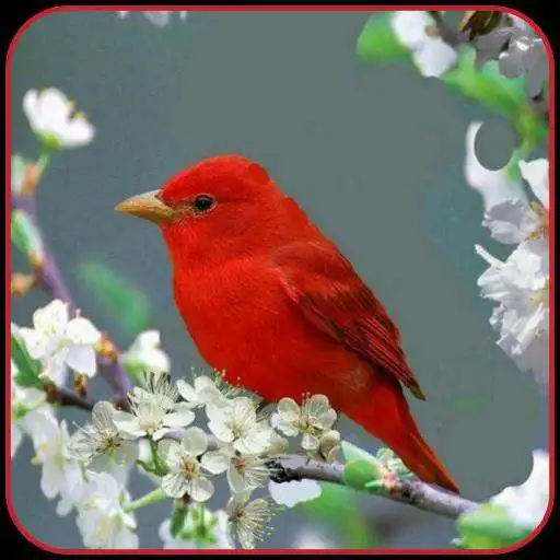 Play Best Bird Wallpaper APK Play Best Bird Wallpaper APK