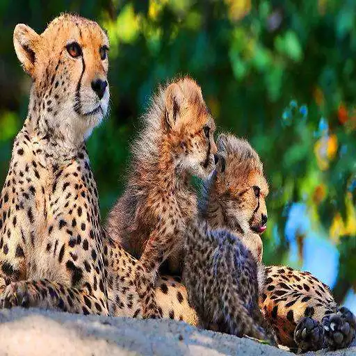 Play Best Cheetah Wallpapers APK