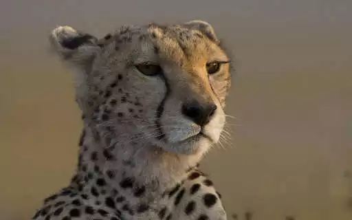Play Best Cheetah Wallpapers  and enjoy Best Cheetah Wallpapers with UptoPlay