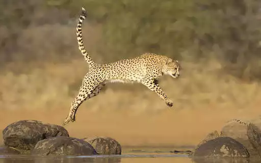 Play Best Cheetah Wallpapers as an online game Best Cheetah Wallpapers with UptoPlay