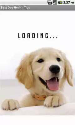 Play Best Dog Health Tips Play Best Dog Health Tips