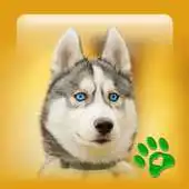 Free play online Best Dog Wallpapers and Themes All Breeds APK