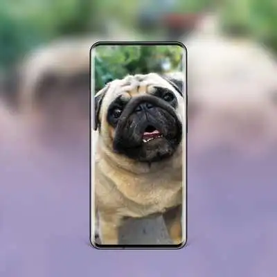 Play Best Dog Wallpapers and Themes All Breeds