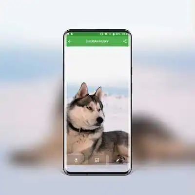 Play Best Dog Wallpapers and Themes All Breeds