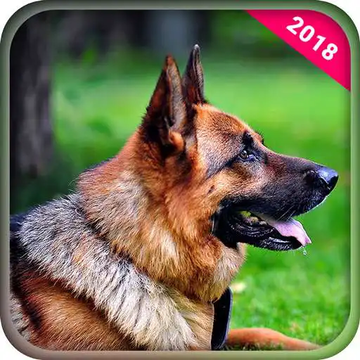 Play Best Dog Wallpapers APK