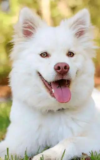 Play Best Dog Wallpapers  and enjoy Best Dog Wallpapers with UptoPlay