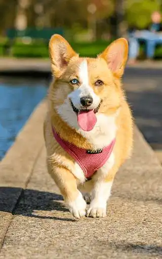 Play Best Dog Wallpapers as an online game Best Dog Wallpapers with UptoPlay