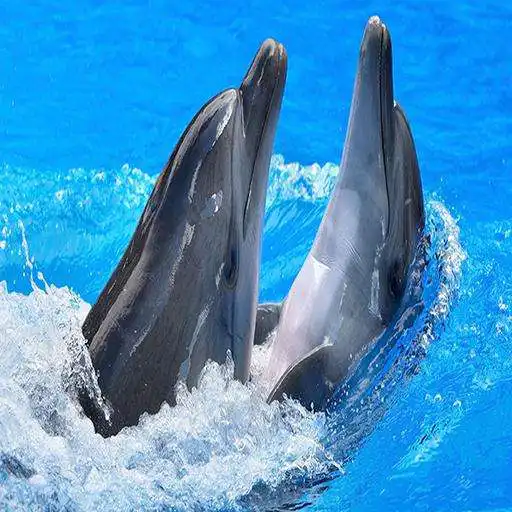 Free play online Best Dolphins Wallpapers APK