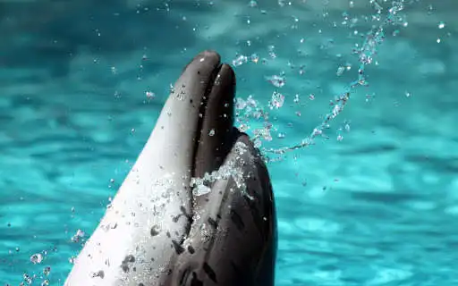 Play Best Dolphins Wallpapers  and enjoy Best Dolphins Wallpapers with UptoPlay