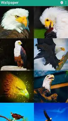 Play Best Eagles Wallpapers Live