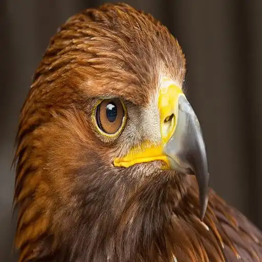 Play Best Eagle Wallpapers APK