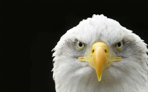 Play Best Eagle Wallpapers as an online game Best Eagle Wallpapers with UptoPlay