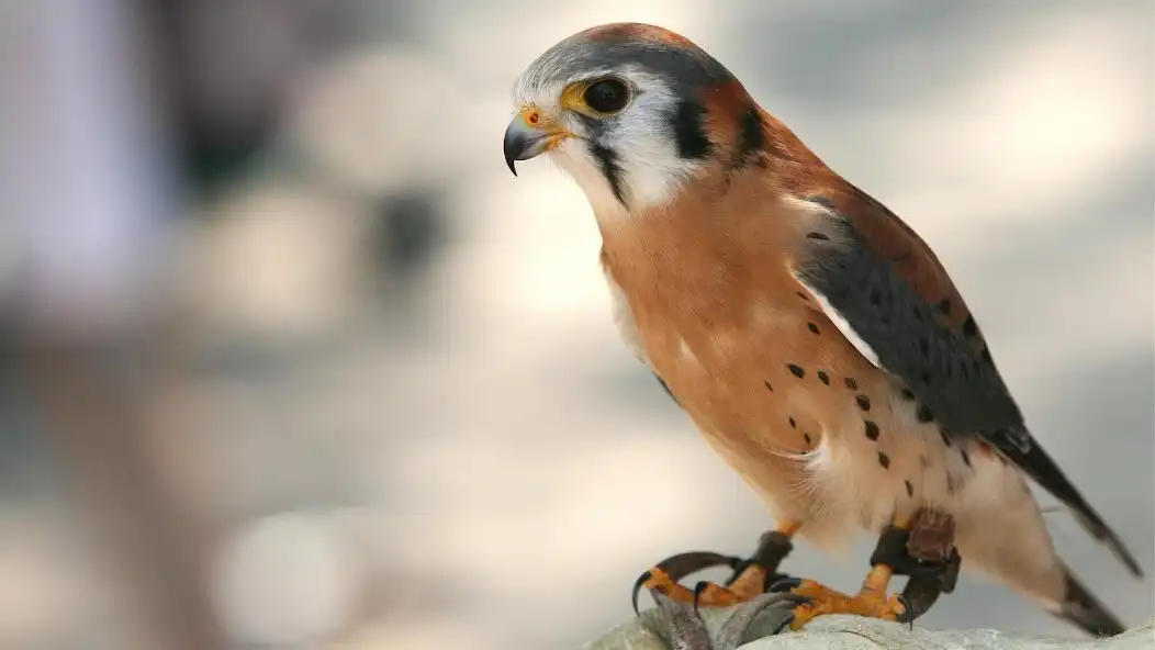 Play Best Falcon wallpapers and enjoy Best Falcon wallpapers with UptoPlay Play Best Falcon wallpapers and enjoy Best Falcon wallpapers with UptoPlay