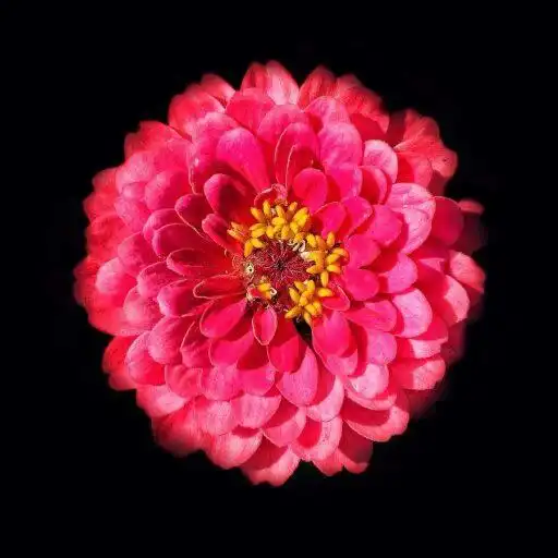 Play Best Flower Wallpaper APK Play Best Flower Wallpaper APK
