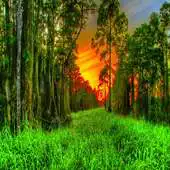 Free play online Best Forest Wallpapers APK