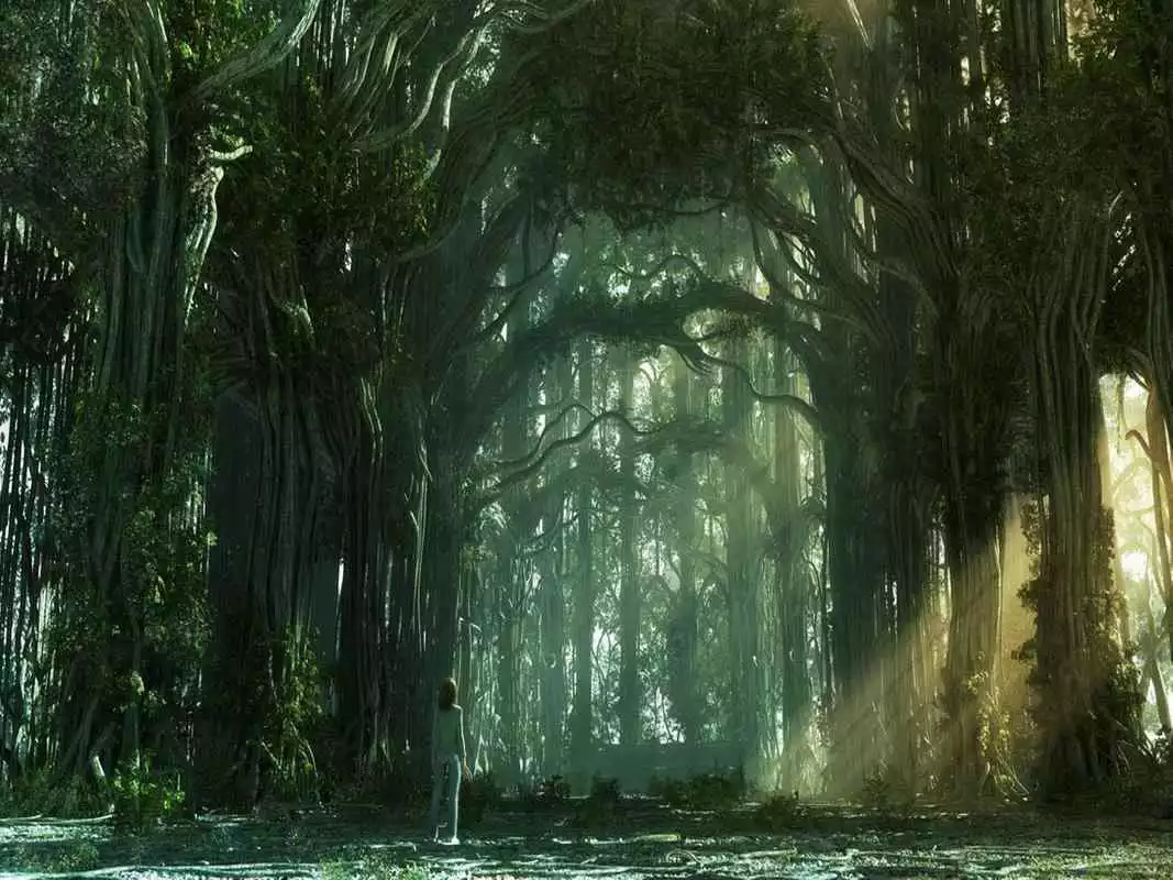 Play Best Forest Wallpapers