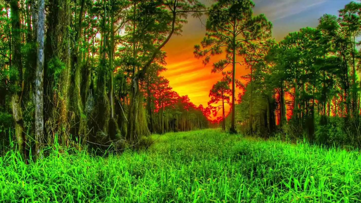 Play Best Forest Wallpapers