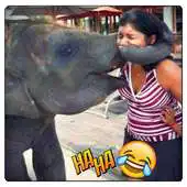 Free play online Best funny videos 2018 APK