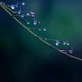 Free play online Best Macro Wallpapers APK Free play online Best Macro Wallpapers APK