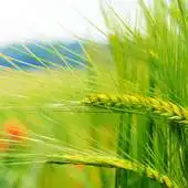 Free play online Best Nature Backgrounds APK Free play online Best Nature Backgrounds APK