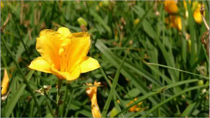 Play Best Nature Backgrounds