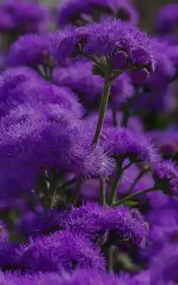 Play Best Purple Wallpaper 4K