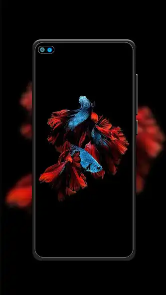 Play Beta Fish Wallpaper  and enjoy Beta Fish Wallpaper with UptoPlay