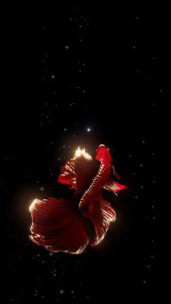 Play BETTA 120HZ  and enjoy BETTA 120HZ with UptoPlay