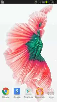 Play Betta Fish 6S Live Wallpaper