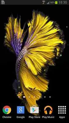 Play Betta Fish 6S Live Wallpaper