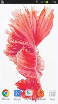 Play Betta Fish 6S Live Wallpaper