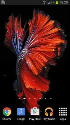Play Betta Fish 6S Live Wallpaper