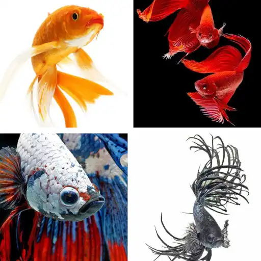 Play Betta Fish HD Wallpapers APK