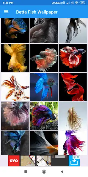 Play Betta Fish HD Wallpapers and enjoy Betta Fish HD Wallpapers with UptoPlay Play Betta Fish HD Wallpapers and enjoy Betta Fish HD Wallpapers with UptoPlay