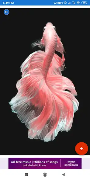 Play Betta Fish HD Wallpapers as an online game online Betta Fish HD Wallpapers with UptoPlay Play Betta Fish HD Wallpapers as an online game Betta Fish HD Wallpapers with UptoPlay