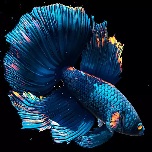 Free play online Betta Fish APK Free play online Betta Fish APK