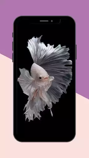 Play Betta Fish Live Wallpaper  and enjoy Betta Fish Live Wallpaper with UptoPlay