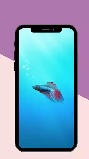 Play Betta Fish Live Wallpaper as an online game Betta Fish Live Wallpaper with UptoPlay