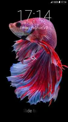 Play Betta Fish Pattern Lock Screen