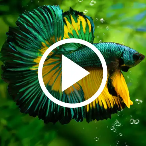 Play Betta Fish Video Wallpaper APK