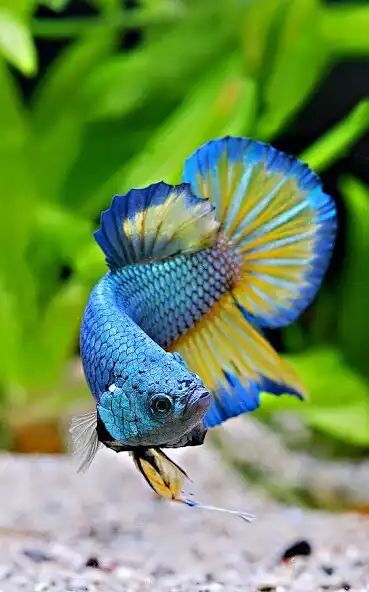 Play Betta Fish Video Wallpaper and enjoy Betta Fish Video Wallpaper with UptoPlay Play Betta Fish Video Wallpaper and enjoy Betta Fish Video Wallpaper with UptoPlay