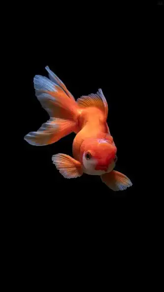 Play Betta Fish Video Wallpaper as an online game online Betta Fish Video Wallpaper with UptoPlay Play Betta Fish Video Wallpaper as an online game Betta Fish Video Wallpaper with UptoPlay