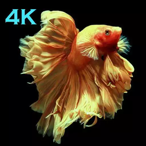 Play Betta fish wallpaper 3D free APK