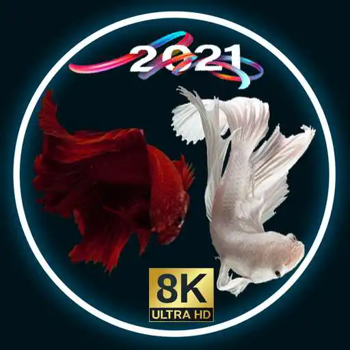 Play Betta Fish Wallpaper 4k APK