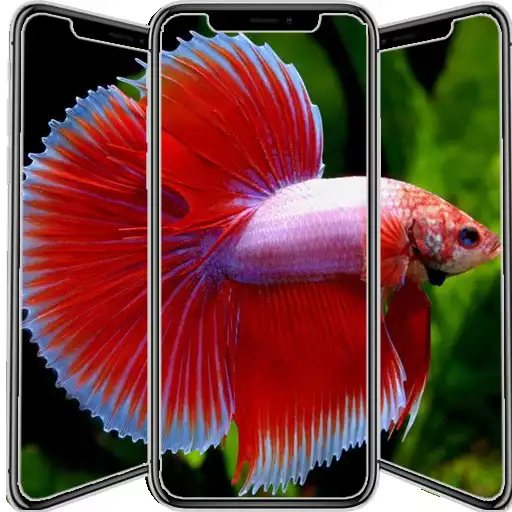 Play Betta Fish Wallpaper HD APK