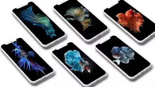 Play Betta Fish Wallpaper HD  and enjoy Betta Fish Wallpaper HD with UptoPlay