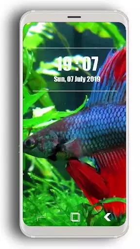 Play Betta Fish Wallpaper HD as an online game Betta Fish Wallpaper HD with UptoPlay