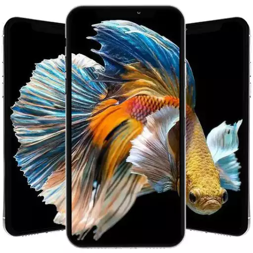 Play Bettafish Wallpaper APK Play Bettafish Wallpaper APK