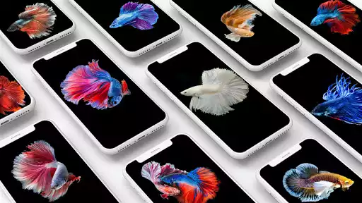 Play Bettafish Wallpaper  and enjoy Bettafish Wallpaper with UptoPlay